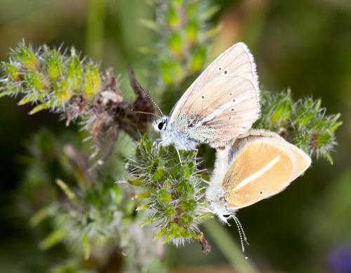 Polyommatus damon