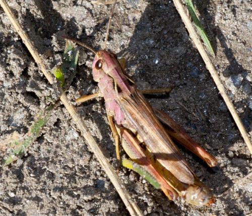 Réf. 108 366 : Stauroderus scalaris scalaris