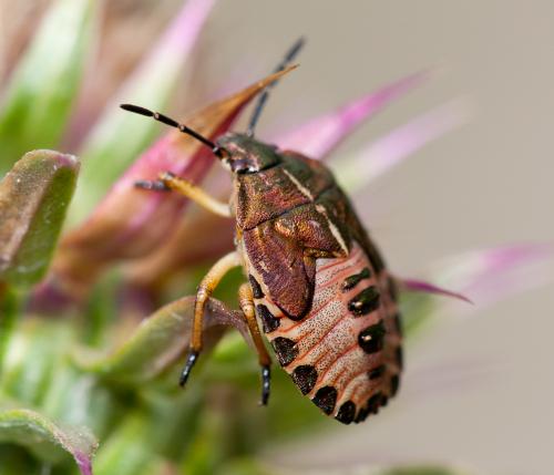 Carpocoris melanocerus