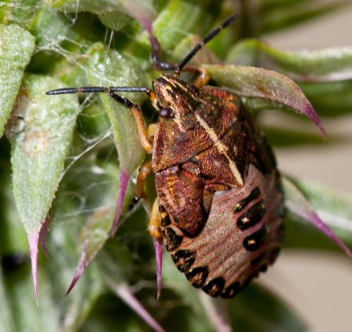Réf. 108 378 : Carpocoris melanocerus