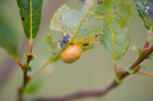 Euura sp.