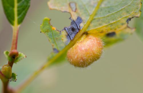 Euura sp.
