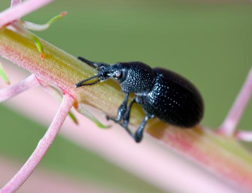 Otiorhynchus sp.