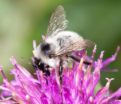 Bombus sp.