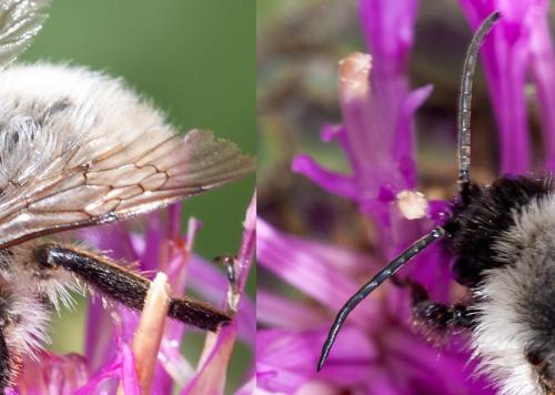 Bombus sp.