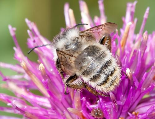 Bombus sp.