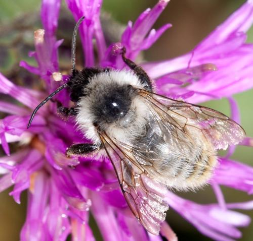 Bombus sp.