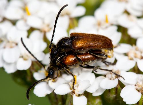 Pseudovadonia livida