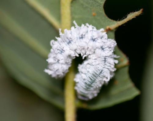 Eriocampa sp.