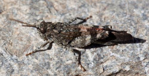 Réf. 108 952 : Oedipoda germanica germanica
