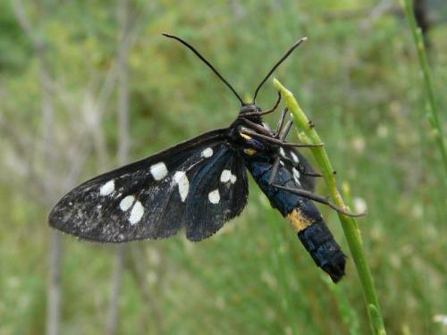 Amata sp.