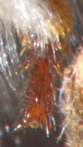Anthidium diadema