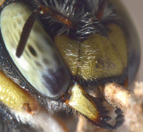 Réf. 108 328 : Anthidium diadema