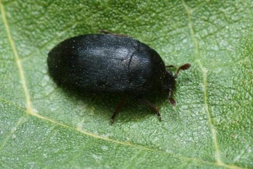 Réf. 108 915 : Dermestes olivieri