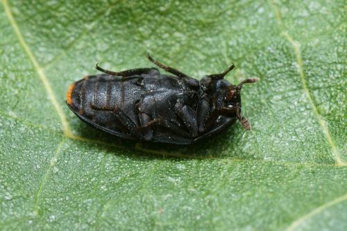 Réf. 108 914 : Dermestes olivieri