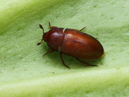 Réf. 108 737 : Dermestes olivieri
