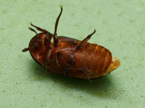 Réf. 108 736 : Dermestes olivieri