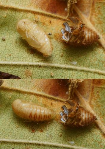 Réf. 108 734 : Dermestes olivieri