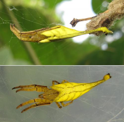 Arachnura sp.