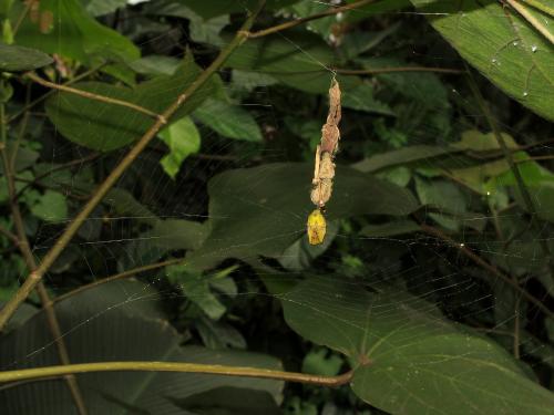 Arachnura sp.