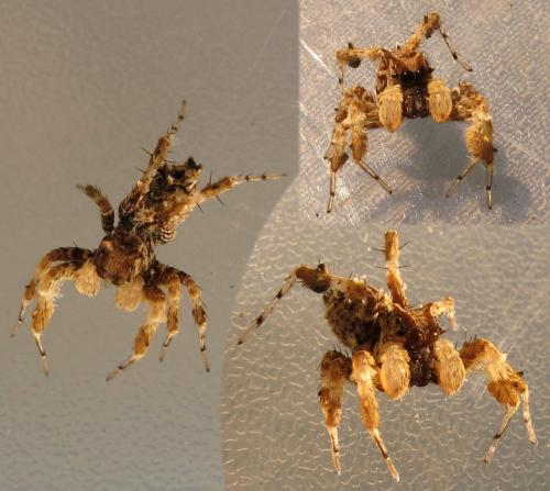 Portia sp.