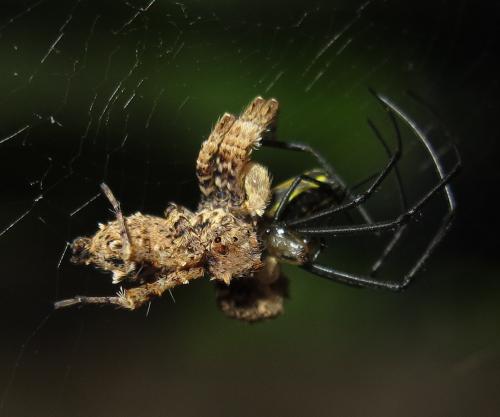 Portia sp.