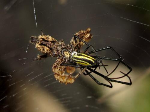 Portia sp.