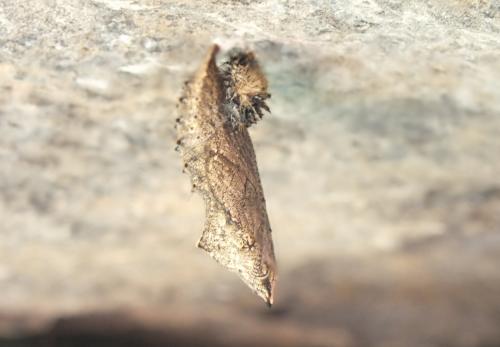 Réf. 108 853 : Aglais urticae