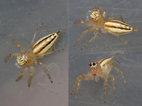 Telamonia festiva