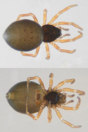 Pelecopsis parallela