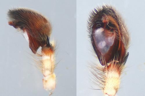 Zoropsis spinimana