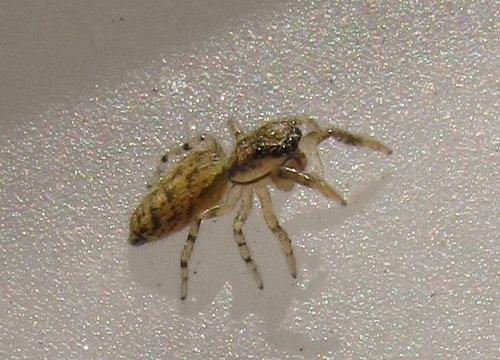 Marpissa muscosa