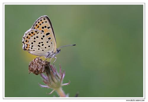 Lycaena tityrus