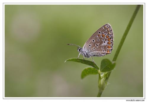 Réf. 108 848 : Polyommatus sp.