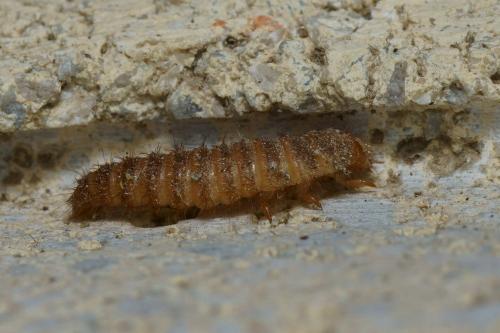 Réf. 108 732 : Dermestes olivieri