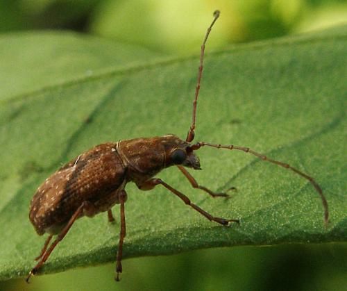 Réf. 108 070 : Caranistes sp.