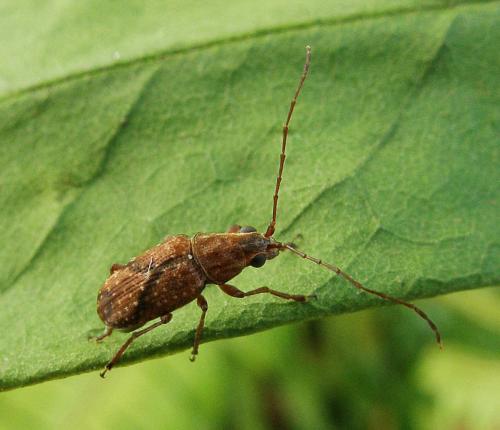 Caranistes sp.