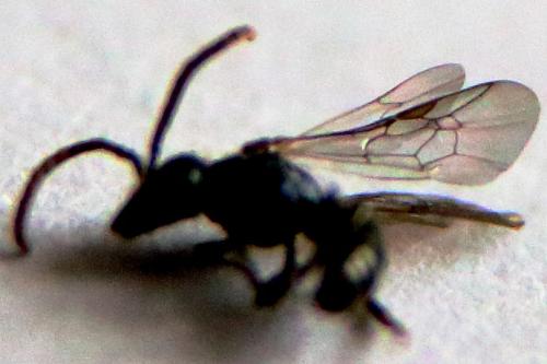 Lasioglossum morio