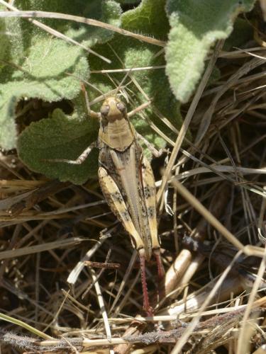 Calliptamus sp.