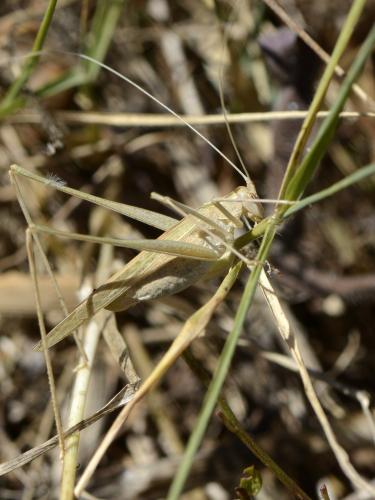 Tylopsis lilifolia