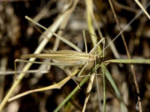 Tylopsis lilifolia