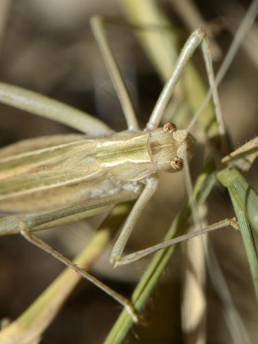 Tylopsis lilifolia