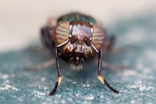 Réf. 108 293 : Physiphora alceae