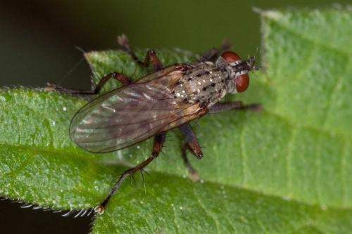 Réf. 108 077 : Coenosia tigrina