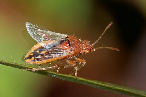 Réf. 108 296 : Rhopalus parumpunctatus