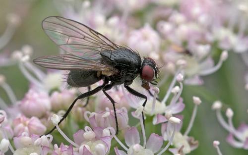 Hebecnema vespertina