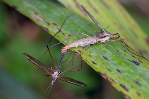 Réf. 108 507 : Tipula paludosa