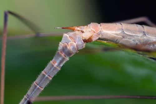 Tipula paludosa