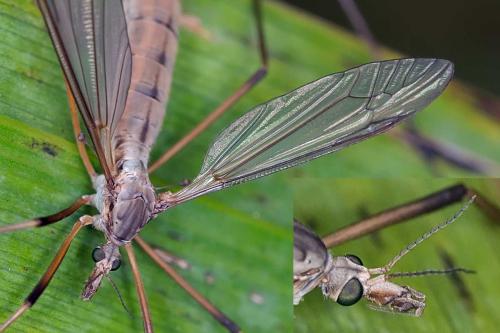 Tipula paludosa