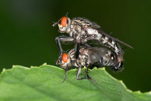 Sarcophaga sp.